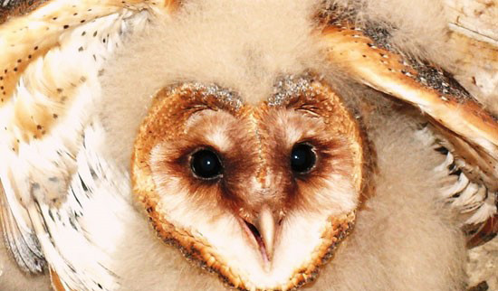 Schleiereule Nestling Foto: Klaus Fabian