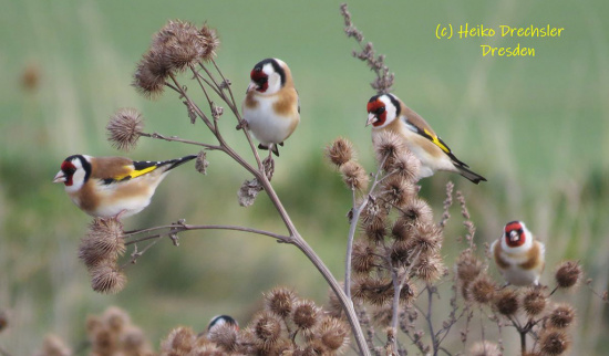 Foto: Heiko Drechsler
