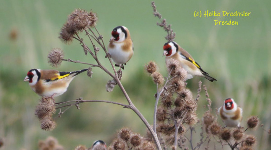 Foto: Heiko Drechsler